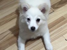 Qenush per adoptim