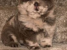 Qenushët Lilac Merle dhe Lilac Chow Chow për shitje