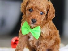 Poodle puppy