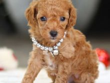 Poodle Puppy