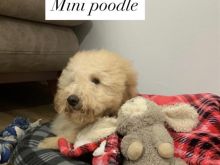 poodle