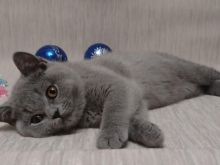 British shorthair cat