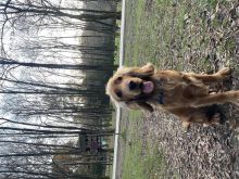 Cocker Spaniel anglez kaf 2 muajsh