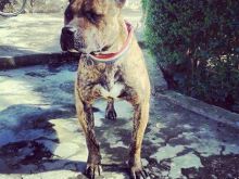 Pitbull
