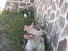 Qen pitbull