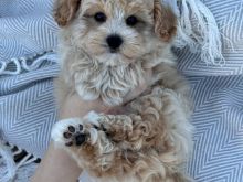 Këlyshët Maltipoo janë në dispozicion. 