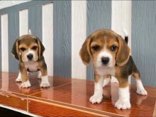 Këlyshë Beagle në dispozicion 
