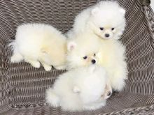 Këlyshë Pomeranian në dispozicion 