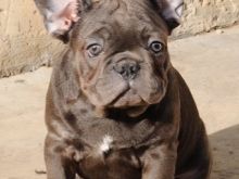 Bulldog francez, këlyshë ekzotikë