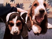 Këlyshë të racës Basset Hound