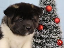 Akita amerikane