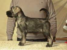 Qenushkë femra të racës Schnaucer të racës së mesme