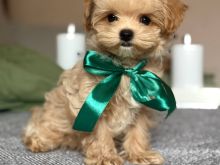 Maltipoo Puppy 