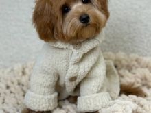 Maltipoo Puppy 