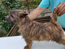 Këlyshë Cairn Terrier
