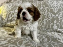 King Charles Cavalier Spaniel