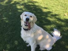 Golden reteriever