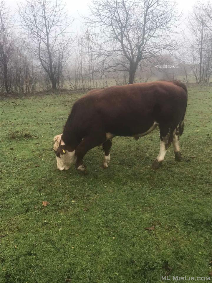 URGJENT 🐂 BIKU PËR SHITJE