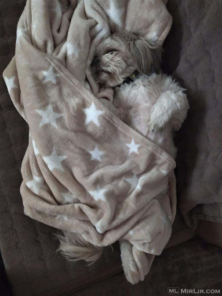 Shihtzu