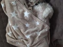 Shihtzu