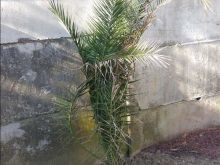 4 Palma 