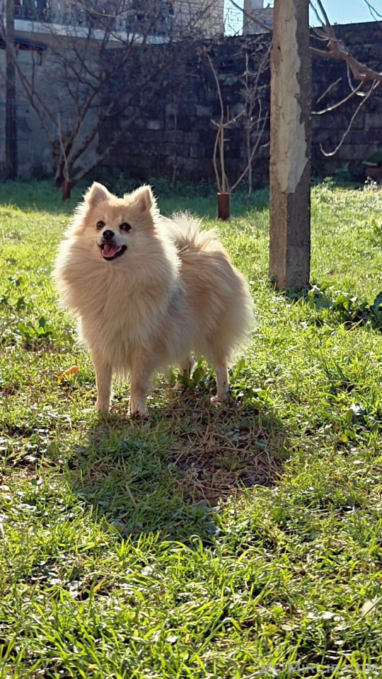 Mini spitz