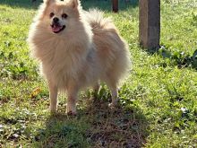 Mini spitz