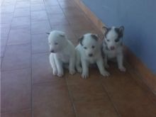 3 Kelysha haski
