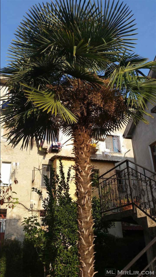 Palme washington