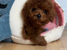 Qenush Maltipoo