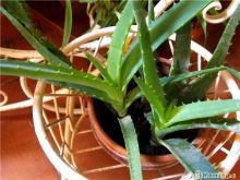 ALOE VERA