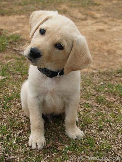 Klyshe Labrador