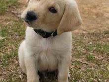 Klyshe Labrador