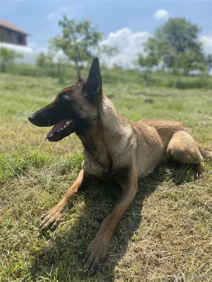 Belgian Malinois