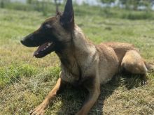 Belgian Malinois