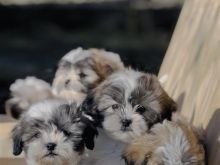 Shihtzu