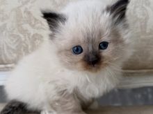 Kotele Ragdoll Gati për të shkuar në shtëpi..