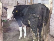 Meshtierrë rracë Holstein