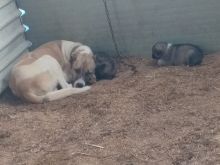 Shiten klysh Alabai mix kangal
