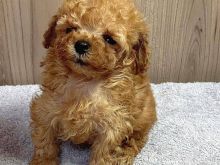 Qenush Maltipoo me filxhan çaji