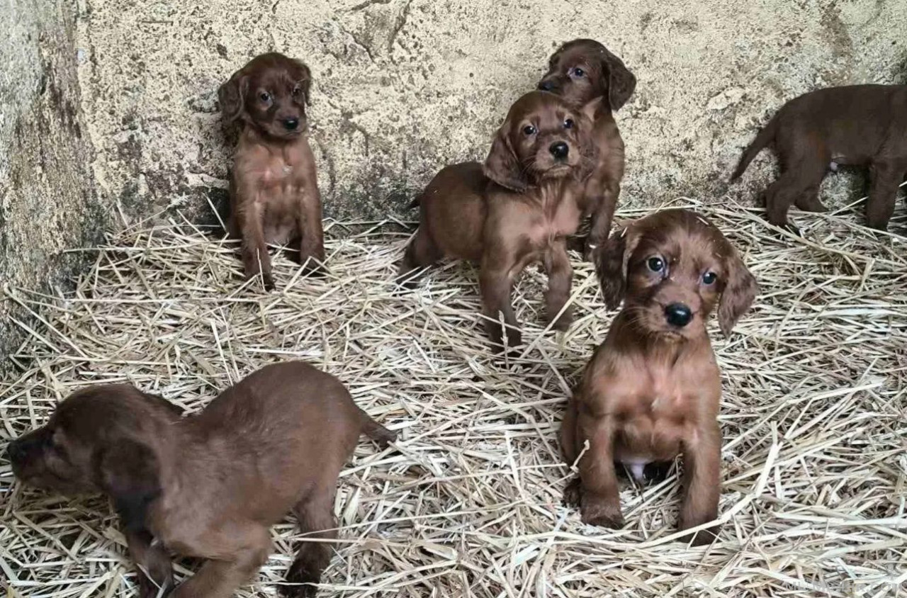 Irish Setter