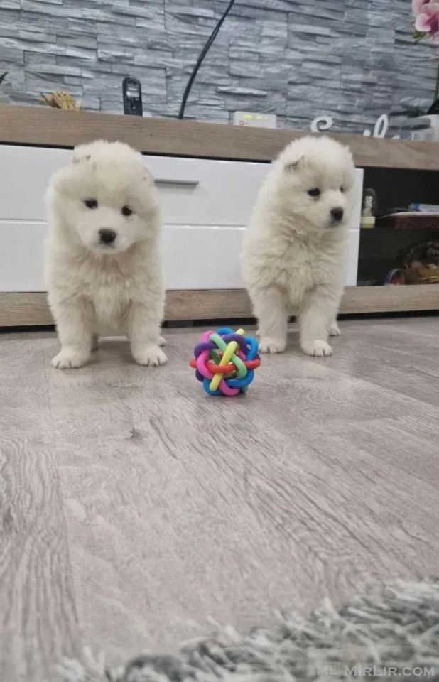 Samoyed