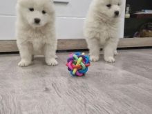 Samoyed