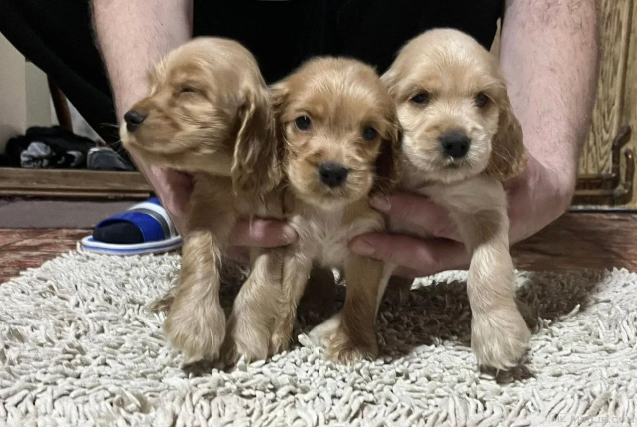 Cocker spaniel