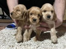 Cocker spaniel