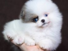 Qenush Pomeranian 