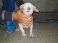 Dogo Argentino
