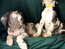 Great Dane