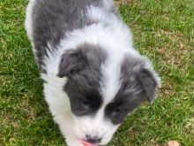 Border collie