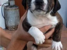 PITBULLA NE SHITJE (edhe 2 femra kan ngel) SUPER..